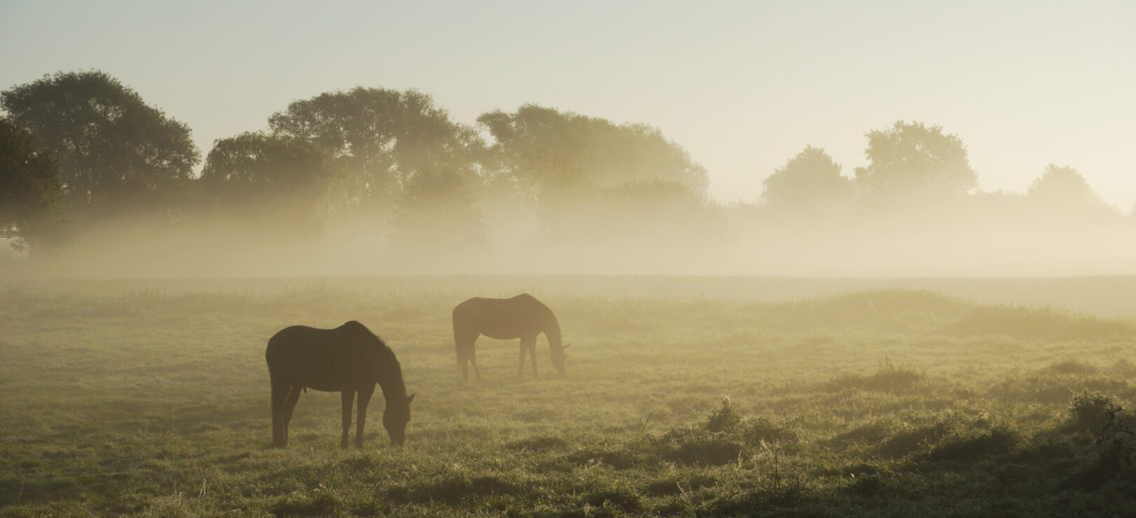 SUROWCE UŻYWANE PRZEZ  REVERDY EQUINE NUTRITION