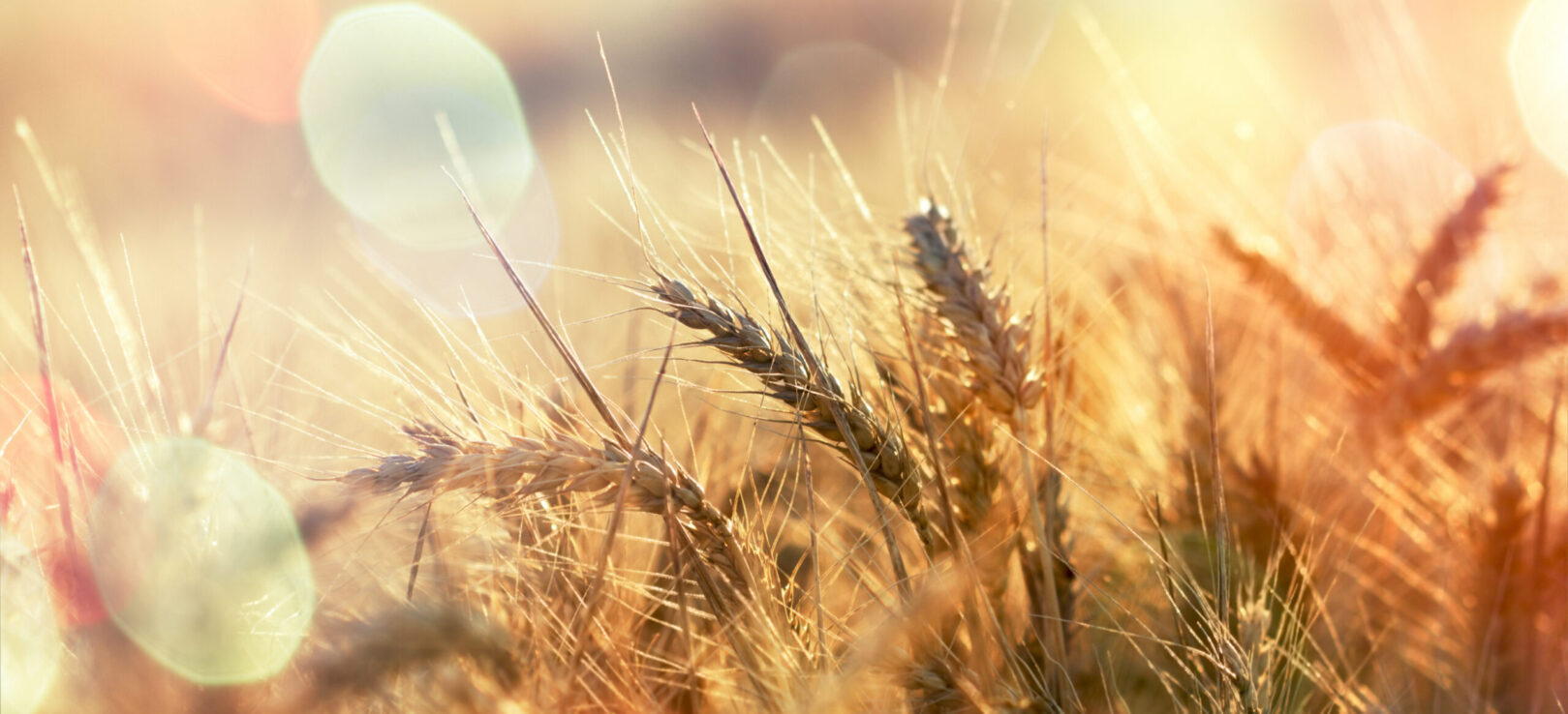 SUROWCE NIEUŻYWANE PRZEZ REVERDY EQUINE NUTRITION