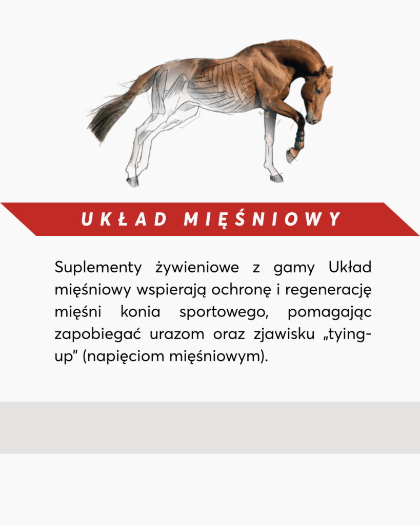 suplementy na układ mięśniowy koni