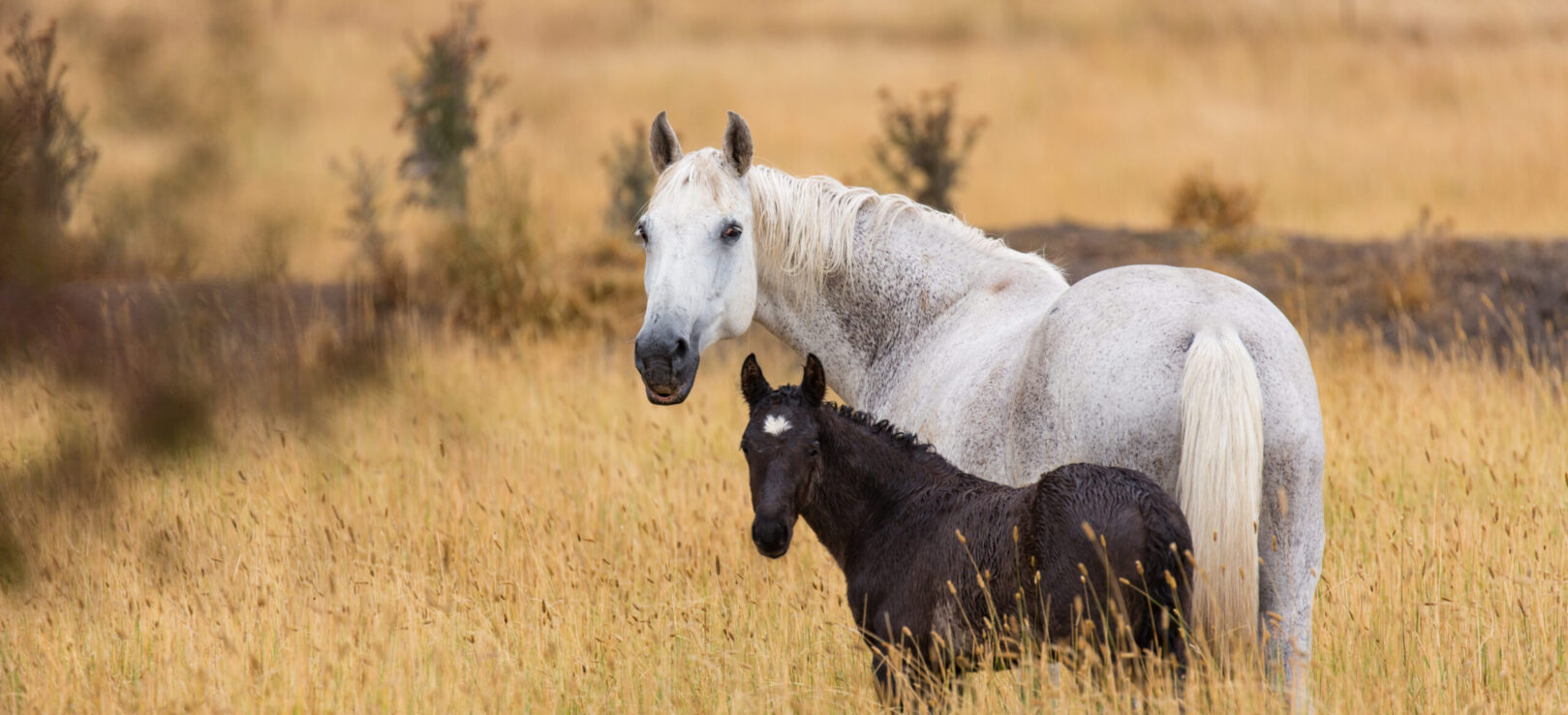 Suplementacja wspomagająca płodność u klaczy i ogiera