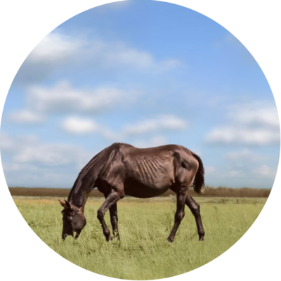 NIEDOWAGA I UTRATA KONDYCJI